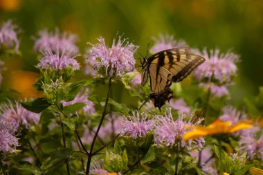 Çayırdaki bu çiçeği ziyaret eden bu doğu kaplanı kırlangıç kuyruğunun resmini seviyorum. Bu güzel kelebeğin siyah çizgili sarı kanatları var. Bu önemli bir polen taşıyıcı..