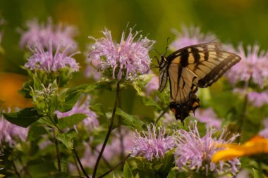 Çayırdaki bu çiçeği ziyaret eden bu doğu kaplanı kırlangıç kuyruğunun resmini seviyorum. Bu güzel kelebeğin siyah çizgili sarı kanatları var. Bu önemli bir polen taşıyıcı..