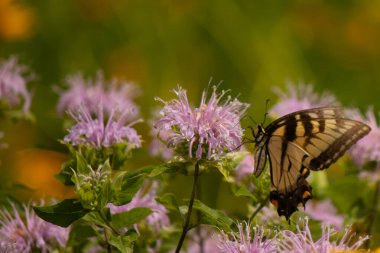 Çayırdaki bu çiçeği ziyaret eden bu doğu kaplanı kırlangıç kuyruğunun resmini seviyorum. Bu güzel kelebeğin siyah çizgili sarı kanatları var. Bu önemli bir polen taşıyıcı..