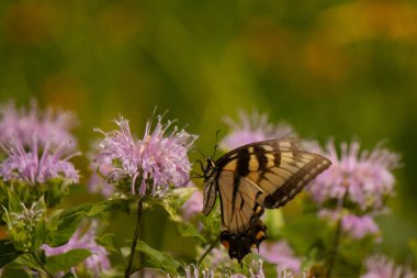 Çayırdaki bu çiçeği ziyaret eden bu doğu kaplanı kırlangıç kuyruğunun resmini seviyorum. Bu güzel kelebeğin siyah çizgili sarı kanatları var. Bu önemli bir polen taşıyıcı..