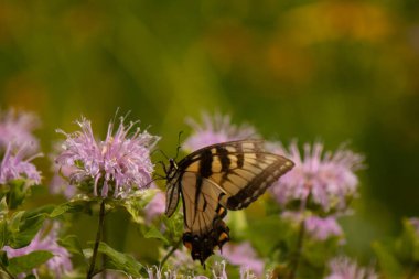 Çarpıcı bir Doğu Kırlangıç Kelebeği olan Papilio Glaucus, kendine özgü sarı ve siyah çizgileriyle narin mor bir bergamot çiçeğinin üzerinde, doğanın güzelliğini somutlaştıran yumuşak, yemyeşil bir arka plan arasında zarif bir şekilde yatar..