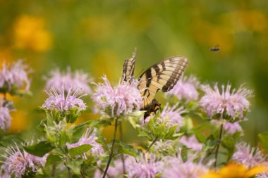 Çarpıcı bir Doğu Kırlangıç Kelebeği olan Papilio Glaucus, kendine özgü sarı ve siyah çizgileriyle narin mor bir bergamot çiçeğinin üzerinde, doğanın güzelliğini somutlaştıran yumuşak, yemyeşil bir arka plan arasında zarif bir şekilde yatar..