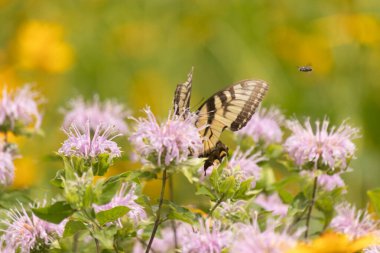 Çarpıcı bir Doğu Kırlangıç Kelebeği olan Papilio Glaucus, kendine özgü sarı ve siyah çizgileriyle narin mor bir bergamot çiçeğinin üzerinde, doğanın güzelliğini somutlaştıran yumuşak, yemyeşil bir arka plan arasında zarif bir şekilde yatar..