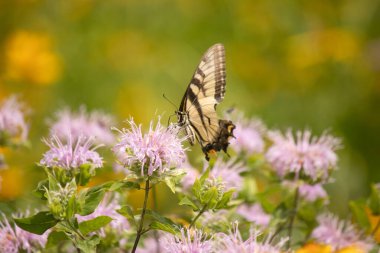 Çarpıcı bir Doğu Kırlangıç Kelebeği olan Papilio Glaucus, kendine özgü sarı ve siyah çizgileriyle narin mor bir bergamot çiçeğinin üzerinde, doğanın güzelliğini somutlaştıran yumuşak, yemyeşil bir arka plan arasında zarif bir şekilde yatar..