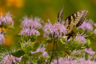 Çarpıcı bir Doğu Kırlangıç Kelebeği olan Papilio Glaucus, kendine özgü sarı ve siyah çizgileriyle narin mor bir bergamot çiçeğinin üzerinde, doğanın güzelliğini somutlaştıran yumuşak, yemyeşil bir arka plan arasında zarif bir şekilde yatar..