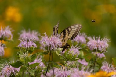 Çarpıcı bir Doğu Kırlangıç Kelebeği olan Papilio Glaucus, kendine özgü sarı ve siyah çizgileriyle narin mor bir bergamot çiçeğinin üzerinde, doğanın güzelliğini somutlaştıran yumuşak, yemyeşil bir arka plan arasında zarif bir şekilde yatar..