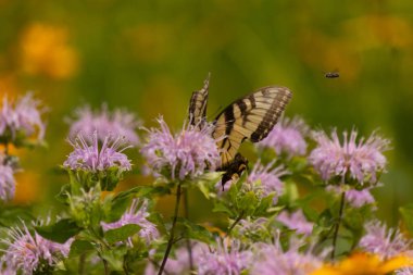 Çarpıcı bir Doğu Kırlangıç Kelebeği olan Papilio Glaucus, kendine özgü sarı ve siyah çizgileriyle narin mor bir bergamot çiçeğinin üzerinde, doğanın güzelliğini somutlaştıran yumuşak, yemyeşil bir arka plan arasında zarif bir şekilde yatar..