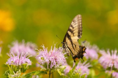 Çarpıcı bir Doğu Kırlangıç Kelebeği olan Papilio Glaucus, kendine özgü sarı ve siyah çizgileriyle narin mor bir bergamot çiçeğinin üzerinde, doğanın güzelliğini somutlaştıran yumuşak, yemyeşil bir arka plan arasında zarif bir şekilde yatar..