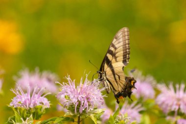 Çarpıcı bir Doğu Kırlangıç Kelebeği olan Papilio Glaucus, kendine özgü sarı ve siyah çizgileriyle narin mor bir bergamot çiçeğinin üzerinde, doğanın güzelliğini somutlaştıran yumuşak, yemyeşil bir arka plan arasında zarif bir şekilde yatar..