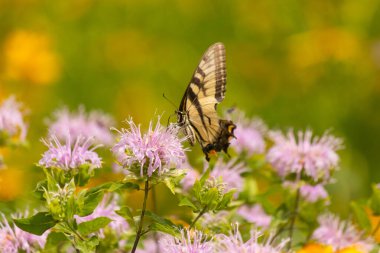 Çarpıcı bir Doğu Kırlangıç Kelebeği olan Papilio Glaucus, kendine özgü sarı ve siyah çizgileriyle narin mor bir bergamot çiçeğinin üzerinde, doğanın güzelliğini somutlaştıran yumuşak, yemyeşil bir arka plan arasında zarif bir şekilde yatar..