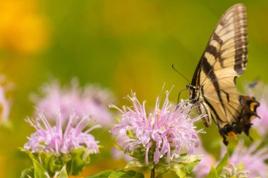 Çarpıcı bir Doğu Kırlangıç Kelebeği olan Papilio Glaucus, kendine özgü sarı ve siyah çizgileriyle narin mor bir bergamot çiçeğinin üzerinde, doğanın güzelliğini somutlaştıran yumuşak, yemyeşil bir arka plan arasında zarif bir şekilde yatar..
