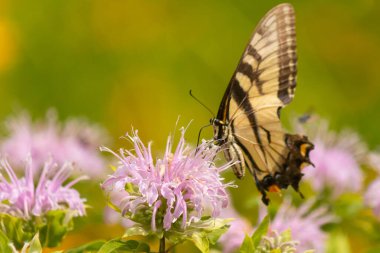 Çarpıcı bir Doğu Kırlangıç Kelebeği olan Papilio Glaucus, kendine özgü sarı ve siyah çizgileriyle narin mor bir bergamot çiçeğinin üzerinde, doğanın güzelliğini somutlaştıran yumuşak, yemyeşil bir arka plan arasında zarif bir şekilde yatar..