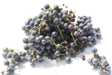 Bu az önce asmamdan topladığım çok güzel bir üzüm kümesi. Bu koyu mor dolgun böğürtlenler burada beyaz bir arka planda oturuyorlar. Yeşil saplar gerçekten göze çarpıyor..