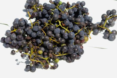 Bu az önce asmamdan topladığım çok güzel bir üzüm kümesi. Bu koyu mor dolgun böğürtlenler burada beyaz bir arka planda oturuyorlar. Yeşil saplar gerçekten göze çarpıyor..