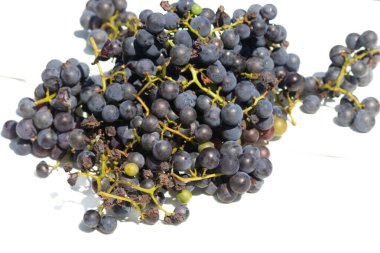 Bu az önce asmamdan topladığım çok güzel bir üzüm kümesi. Bu koyu mor dolgun böğürtlenler burada beyaz bir arka planda oturuyorlar. Yeşil saplar gerçekten göze çarpıyor..