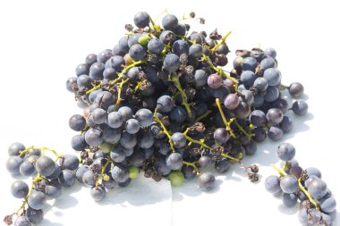 Bu az önce asmamdan topladığım çok güzel bir üzüm kümesi. Bu koyu mor dolgun böğürtlenler burada beyaz bir arka planda oturuyorlar. Yeşil saplar gerçekten göze çarpıyor..