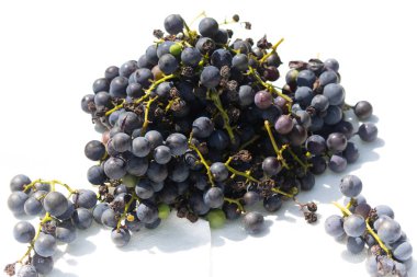 Bu az önce asmamdan topladığım çok güzel bir üzüm kümesi. Bu koyu mor dolgun böğürtlenler burada beyaz bir arka planda oturuyorlar. Yeşil saplar gerçekten göze çarpıyor..