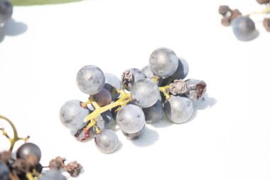 Bu güzel Concord üzümleri benim dedikodularımdan toplandı. Yuvarlak dolgun böğürtlenin koyu mor rengini seviyorum. Yeşil gövde gerçekten göze çarpıyor. Bu, beyaz bir arkaplanla çekilmiş..
