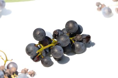 Bu güzel Concord üzümleri benim dedikodularımdan toplandı. Yuvarlak dolgun böğürtlenin koyu mor rengini seviyorum. Yeşil gövde gerçekten göze çarpıyor. Bu, beyaz bir arkaplanla çekilmiş..