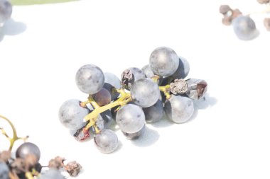 Bu güzel Concord üzümleri benim dedikodularımdan toplandı. Yuvarlak dolgun böğürtlenin koyu mor rengini seviyorum. Yeşil gövde gerçekten göze çarpıyor. Bu, beyaz bir arkaplanla çekilmiş..