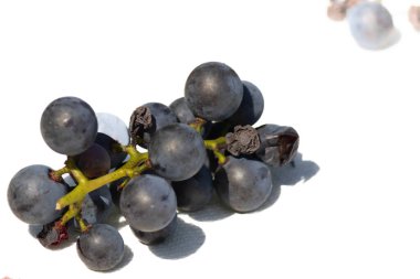 Bu güzel Concord üzümleri benim dedikodularımdan toplandı. Yuvarlak dolgun böğürtlenin koyu mor rengini seviyorum. Yeşil gövde gerçekten göze çarpıyor. Bu, beyaz bir arkaplanla çekilmiş..