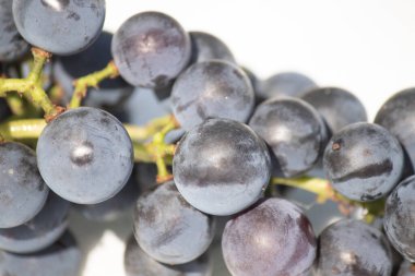 Bu güzel Concord üzümleri benim dedikodularımdan toplandı. Yuvarlak dolgun böğürtlenin koyu mor rengini seviyorum. Yeşil gövde gerçekten göze çarpıyor. Bu, beyaz bir arkaplanla çekilmiş..