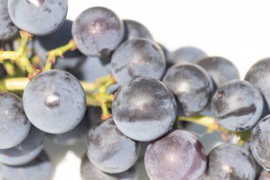 Bu güzel Concord üzümleri benim dedikodularımdan toplandı. Yuvarlak dolgun böğürtlenin koyu mor rengini seviyorum. Yeşil gövde gerçekten göze çarpıyor. Bu, beyaz bir arkaplanla çekilmiş..