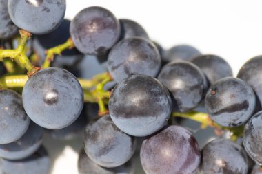 Bu güzel Concord üzümleri benim dedikodularımdan toplandı. Yuvarlak dolgun böğürtlenin koyu mor rengini seviyorum. Yeşil gövde gerçekten göze çarpıyor. Bu, beyaz bir arkaplanla çekilmiş..