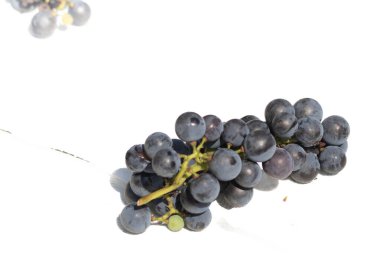 Bu güzel Concord üzümleri benim dedikodularımdan toplandı. Yuvarlak dolgun böğürtlenin koyu mor rengini seviyorum. Yeşil gövde gerçekten göze çarpıyor. Bu, beyaz bir arkaplanla çekilmiş..