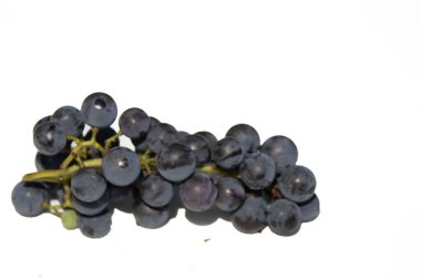 Bu güzel Concord üzümleri benim dedikodularımdan toplandı. Yuvarlak dolgun böğürtlenin koyu mor rengini seviyorum. Yeşil gövde gerçekten göze çarpıyor. Bu, beyaz bir arkaplanla çekilmiş..