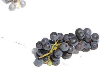 Bu güzel Concord üzümleri benim dedikodularımdan toplandı. Yuvarlak dolgun böğürtlenin koyu mor rengini seviyorum. Yeşil gövde gerçekten göze çarpıyor. Bu, beyaz bir arkaplanla çekilmiş..