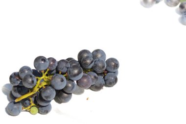 Bu güzel Concord üzümleri benim dedikodularımdan toplandı. Yuvarlak dolgun böğürtlenin koyu mor rengini seviyorum. Yeşil gövde gerçekten göze çarpıyor. Bu, beyaz bir arkaplanla çekilmiş..