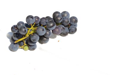 Bu güzel Concord üzümleri benim dedikodularımdan toplandı. Yuvarlak dolgun böğürtlenin koyu mor rengini seviyorum. Yeşil gövde gerçekten göze çarpıyor. Bu, beyaz bir arkaplanla çekilmiş..