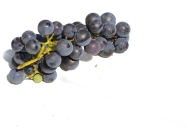 Bu güzel Concord üzümleri benim dedikodularımdan toplandı. Yuvarlak dolgun böğürtlenin koyu mor rengini seviyorum. Yeşil gövde gerçekten göze çarpıyor. Bu, beyaz bir arkaplanla çekilmiş..