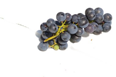 Bu güzel Concord üzümleri benim dedikodularımdan toplandı. Yuvarlak dolgun böğürtlenin koyu mor rengini seviyorum. Yeşil gövde gerçekten göze çarpıyor. Bu, beyaz bir arkaplanla çekilmiş..