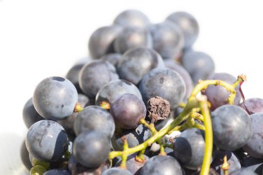 Bu güzel Concord üzümleri benim dedikodularımdan toplandı. Yuvarlak dolgun böğürtlenin koyu mor rengini seviyorum. Yeşil gövde gerçekten göze çarpıyor. Bu, beyaz bir arkaplanla çekilmiş..