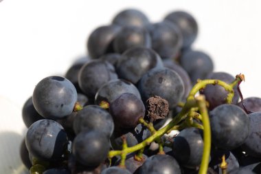 Bu güzel Concord üzümleri benim dedikodularımdan toplandı. Yuvarlak dolgun böğürtlenin koyu mor rengini seviyorum. Yeşil gövde gerçekten göze çarpıyor. Bu, beyaz bir arkaplanla çekilmiş..