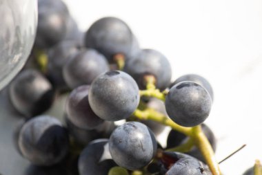 Bu güzel Concord üzümleri benim dedikodularımdan toplandı. Yuvarlak dolgun böğürtlenin koyu mor rengini seviyorum. Yeşil gövde gerçekten göze çarpıyor. Bu, beyaz bir arkaplanla çekilmiş..