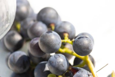 Bu güzel Concord üzümleri benim dedikodularımdan toplandı. Yuvarlak dolgun böğürtlenin koyu mor rengini seviyorum. Yeşil gövde gerçekten göze çarpıyor. Bu, beyaz bir arkaplanla çekilmiş..