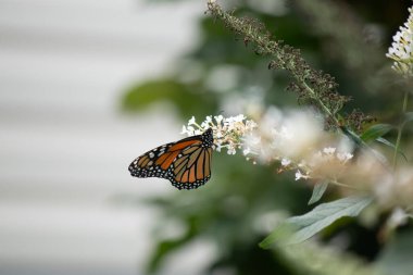Turuncu ve siyah kanatları olan zarif bir kral kelebeği, yumuşak ve parlak bir arka plana karşı doğanın karmaşık güzelliğini gösteren bir bitkinin üzerinde zarifçe yatıyor. Vahşi yaşam, yaz ve hassas ekosistem temaları için mükemmel..
