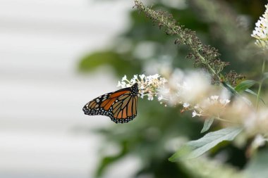 Turuncu ve siyah kanatları olan zarif bir kral kelebeği, yumuşak ve parlak bir arka plana karşı doğanın karmaşık güzelliğini gösteren bir bitkinin üzerinde zarifçe yatıyor. Vahşi yaşam, yaz ve hassas ekosistem temaları için mükemmel..