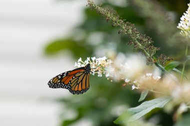 Turuncu ve siyah kanatları olan zarif bir kral kelebeği, yumuşak ve parlak bir arka plana karşı doğanın karmaşık güzelliğini gösteren bir bitkinin üzerinde zarifçe yatıyor. Vahşi yaşam, yaz ve hassas ekosistem temaları için mükemmel..