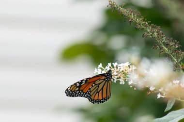 Turuncu ve siyah kanatları olan zarif bir kral kelebeği, yumuşak ve parlak bir arka plana karşı doğanın karmaşık güzelliğini gösteren bir bitkinin üzerinde zarifçe yatıyor. Vahşi yaşam, yaz ve hassas ekosistem temaları için mükemmel..