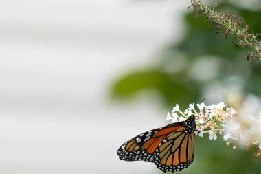 Turuncu ve siyah kanatları olan zarif bir kral kelebeği, yumuşak ve parlak bir arka plana karşı doğanın karmaşık güzelliğini gösteren bir bitkinin üzerinde zarifçe yatıyor. Vahşi yaşam, yaz ve hassas ekosistem temaları için mükemmel..