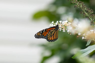 Turuncu ve siyah kanatları olan zarif bir kral kelebeği, yumuşak ve parlak bir arka plana karşı doğanın karmaşık güzelliğini gösteren bir bitkinin üzerinde zarifçe yatıyor. Vahşi yaşam, yaz ve hassas ekosistem temaları için mükemmel..