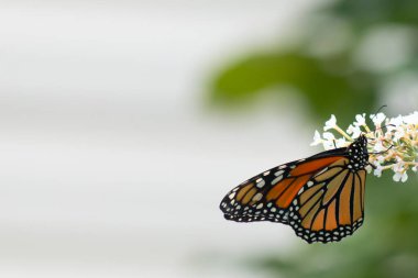 Turuncu ve siyah kanatları olan zarif bir kral kelebeği, yumuşak ve parlak bir arka plana karşı doğanın karmaşık güzelliğini gösteren bir bitkinin üzerinde zarifçe yatıyor. Vahşi yaşam, yaz ve hassas ekosistem temaları için mükemmel..