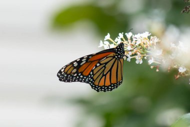 Turuncu ve siyah kanatları olan zarif bir kral kelebeği, yumuşak ve parlak bir arka plana karşı doğanın karmaşık güzelliğini gösteren bir bitkinin üzerinde zarifçe yatıyor. Vahşi yaşam, yaz ve hassas ekosistem temaları için mükemmel..
