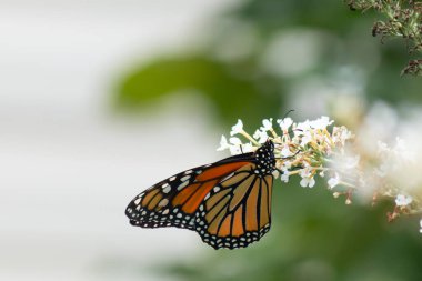 Turuncu ve siyah kanatları olan zarif bir kral kelebeği, yumuşak ve parlak bir arka plana karşı doğanın karmaşık güzelliğini gösteren bir bitkinin üzerinde zarifçe yatıyor. Vahşi yaşam, yaz ve hassas ekosistem temaları için mükemmel..