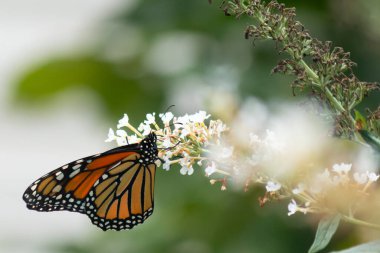 Turuncu ve siyah kanatları olan zarif bir kral kelebeği, yumuşak ve parlak bir arka plana karşı doğanın karmaşık güzelliğini gösteren bir bitkinin üzerinde zarifçe yatıyor. Vahşi yaşam, yaz ve hassas ekosistem temaları için mükemmel..
