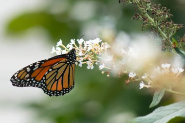 Turuncu ve siyah kanatları olan zarif bir kral kelebeği, yumuşak ve parlak bir arka plana karşı doğanın karmaşık güzelliğini gösteren bir bitkinin üzerinde zarifçe yatıyor. Vahşi yaşam, yaz ve hassas ekosistem temaları için mükemmel..